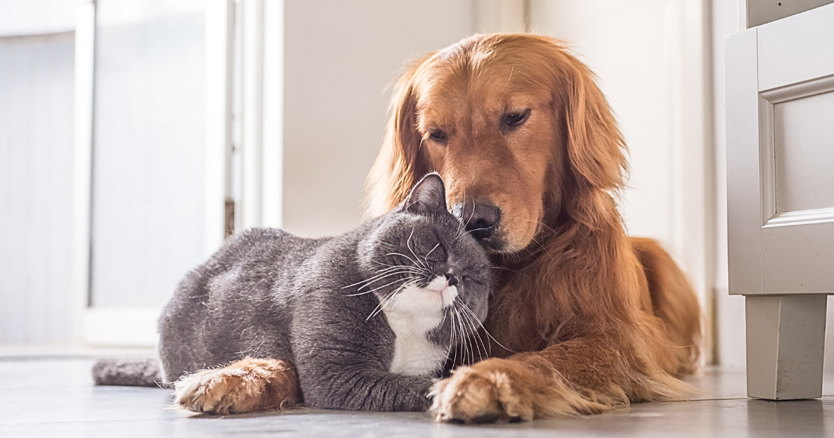 Cats and Dogs feel safe